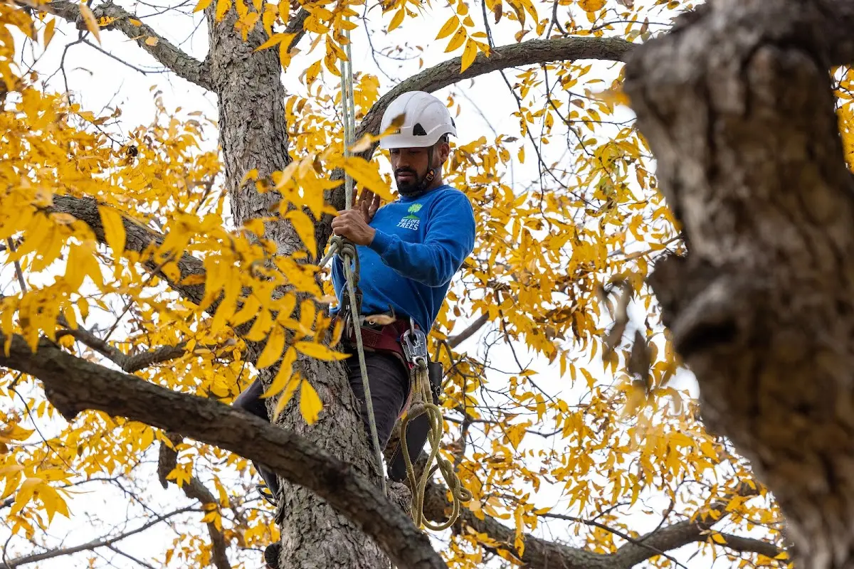Skilled Tree Planing crew working in Bartlett